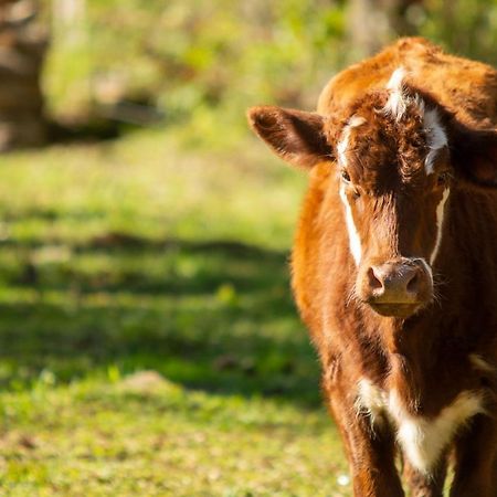 Recanto Da Serra Gaucha Nova Petropolis Gramado Zewnętrze zdjęcie